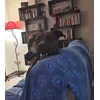 Bakou et son os Kong