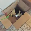 in der Zooplusschachtel