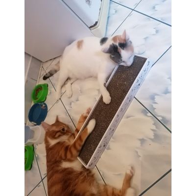 Luna si Archie