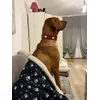 Odin