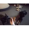 Loki und Louis lieben sie