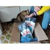 Royal Canin Urinary Care