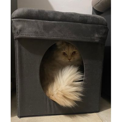 Simba en la cueva