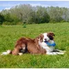Koda en zijn safe stick