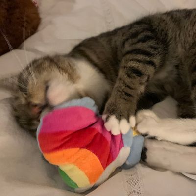 Ziggy and his heart