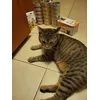 Inspector Katsumi