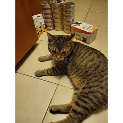 Inspector Katsumi