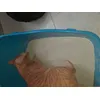 Gato feliz