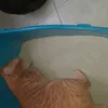Gato feliz