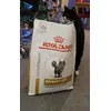 Smudge is happy to have his food delivered 
