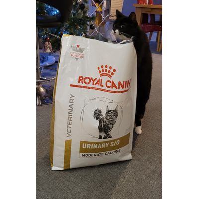 Smudge is happy to have his food delivered