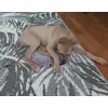 Szimat