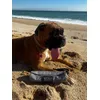 Wolf en la beach
