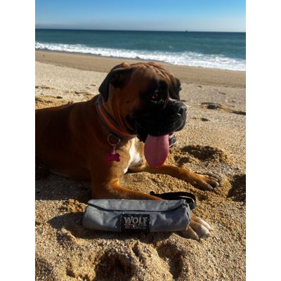 Wolf en la beach