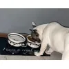Happy dog having dinner