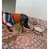 A Manchi le encanta su nuevo comedero