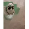 Pandzia w tunelu