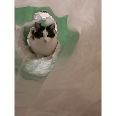 Pandzia w tunelu