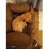 Hundekorb