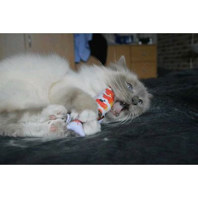 Koi speeltje kat