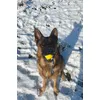 Playing fetch with his favourite toy 