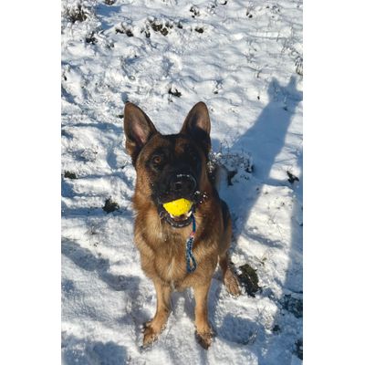 Playing fetch with his favourite toy