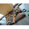 Le chien a choisi 
