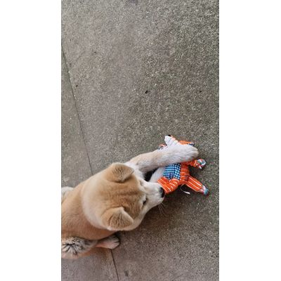 Diego
