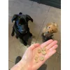 Pupje 12 weken en 9 maanden 