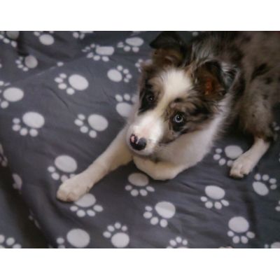 Polarowy kocyk dla psa i kota Pawty