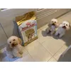 Poodle love