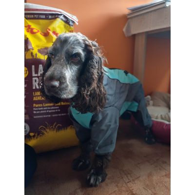 45cm - spaniel