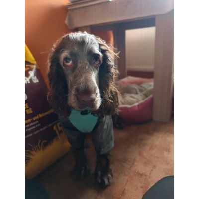 Bella - 45 cm