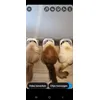 Happy cats