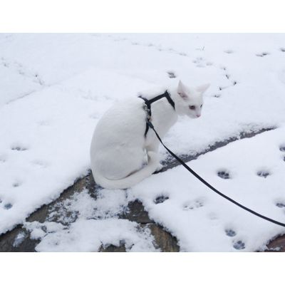 Charlies first snow