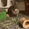 Free roaming rabbit
