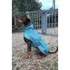 Doberman mix 30kg 62cm High in Size 55cm