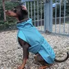Doberman mix 30kg 62cm High in Size 55cm