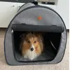 Sheltie