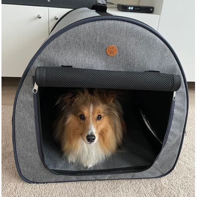 Sheltie