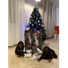 Christmas gift to Biscuit and Onyx