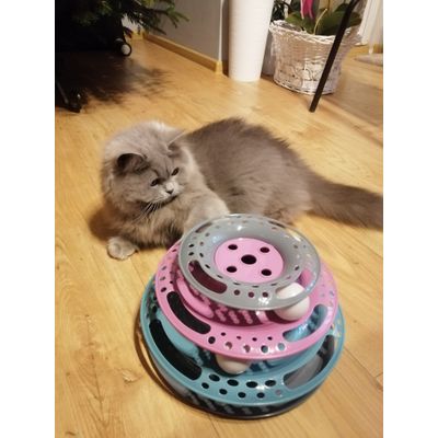 Cleo i nowa zabawka