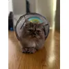 Stefan and tunnel