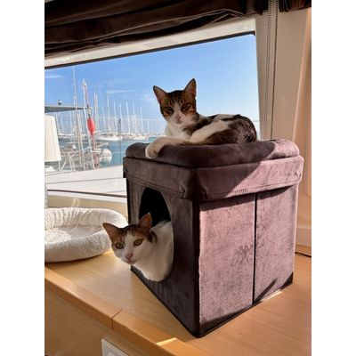 Ramses and Cleopatra love their new throne
