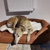 Joey the Greyhound