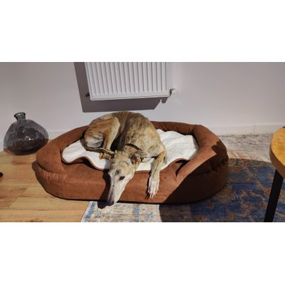 Joey the Greyhound
