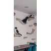 Our cat wall