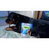 Diana i Purina DentaLife