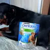 Diana i Purina DentaLife
