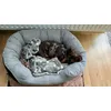 Super new bed